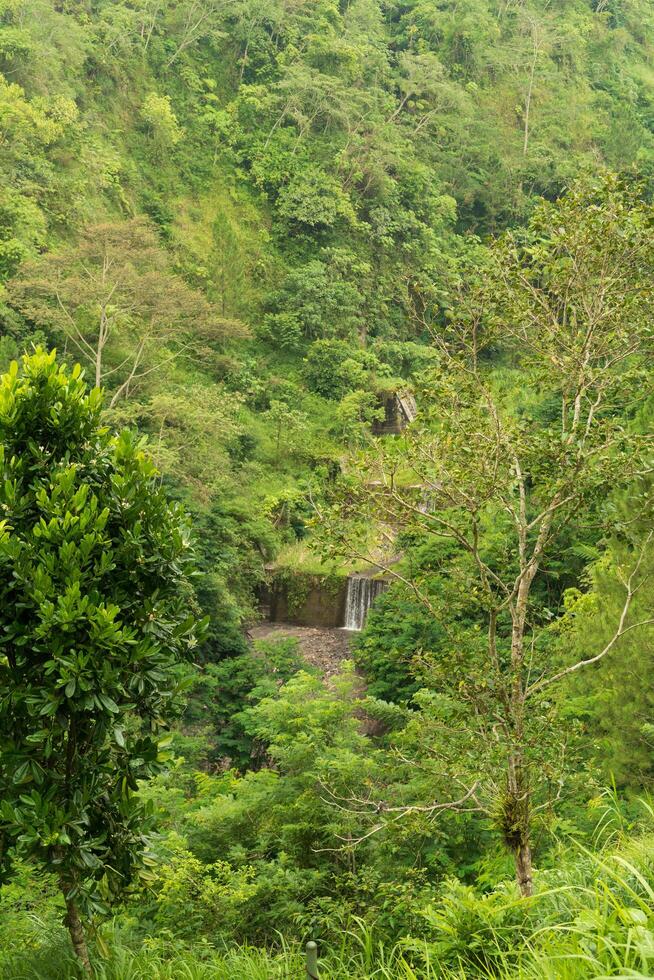 deep hills in the mountains, filled with tree that are green and tall photo