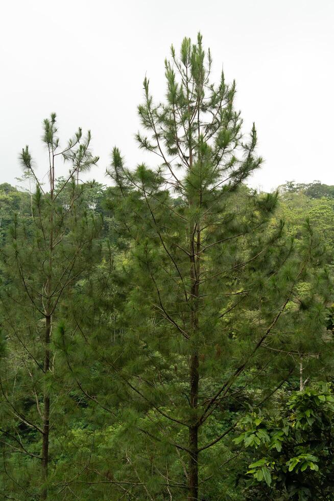 Tall pine trees close up in the hills mountains. tree forests and woodlands background. Lush green pine tree forest fresh on mountain side photo