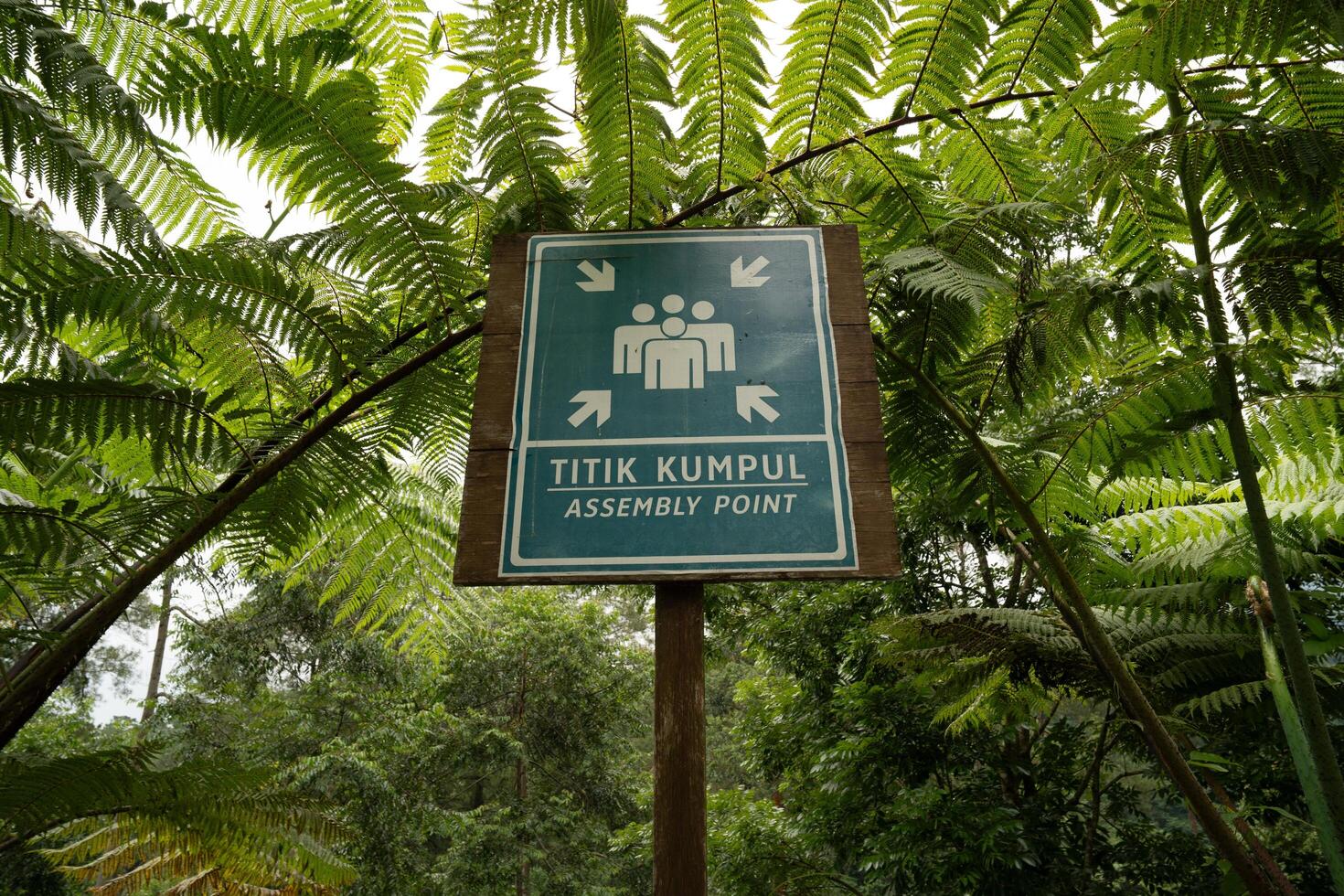 sign of assembly point in a lush forest, surrounded by vibrant greenery, for outdoor exploration and community in nature photo