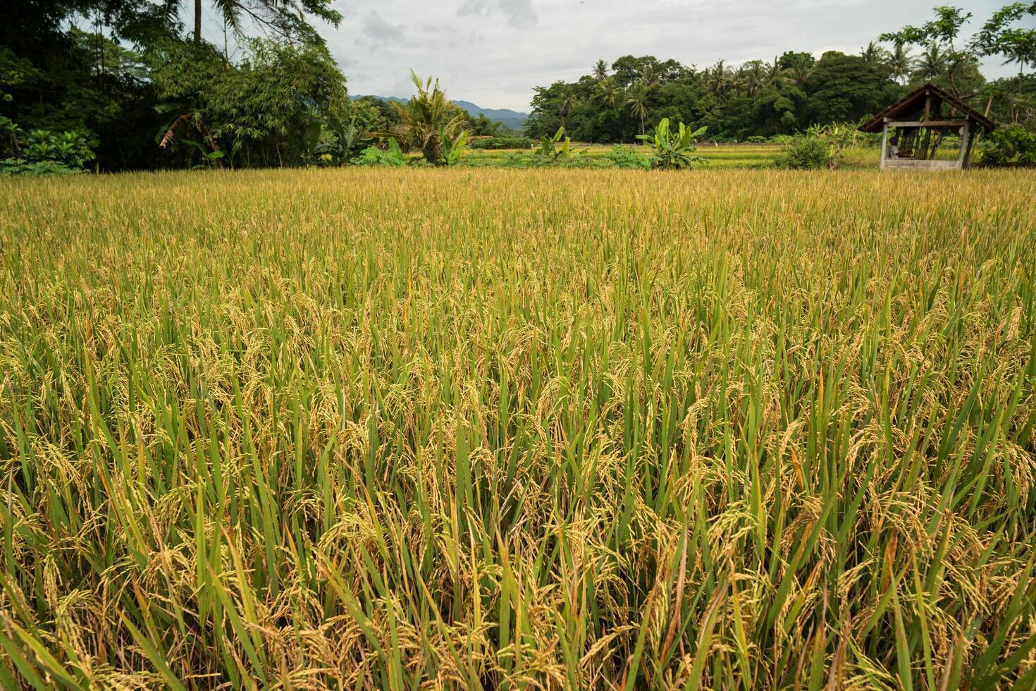 rice plantation or paddy before the harvest season during the day. lush paddy fields when farmers harvest rice plants. Rice fields farm during the day. photo