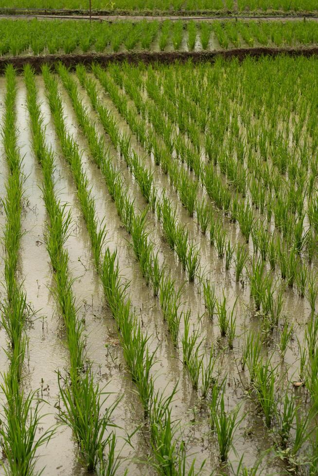 paddy field. green rice paddy in field ready for harvest. Paddy rice field. vast rice fields in the countryside photo