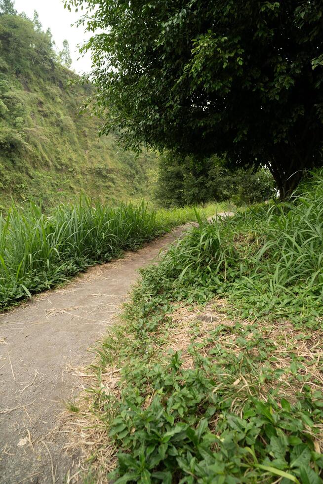 gravel path or trail on forest, rural path with tree on the middle of nowhere photo