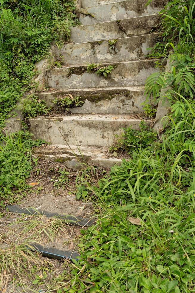 set of old Brick stairs covered with with moss and wild grass photo