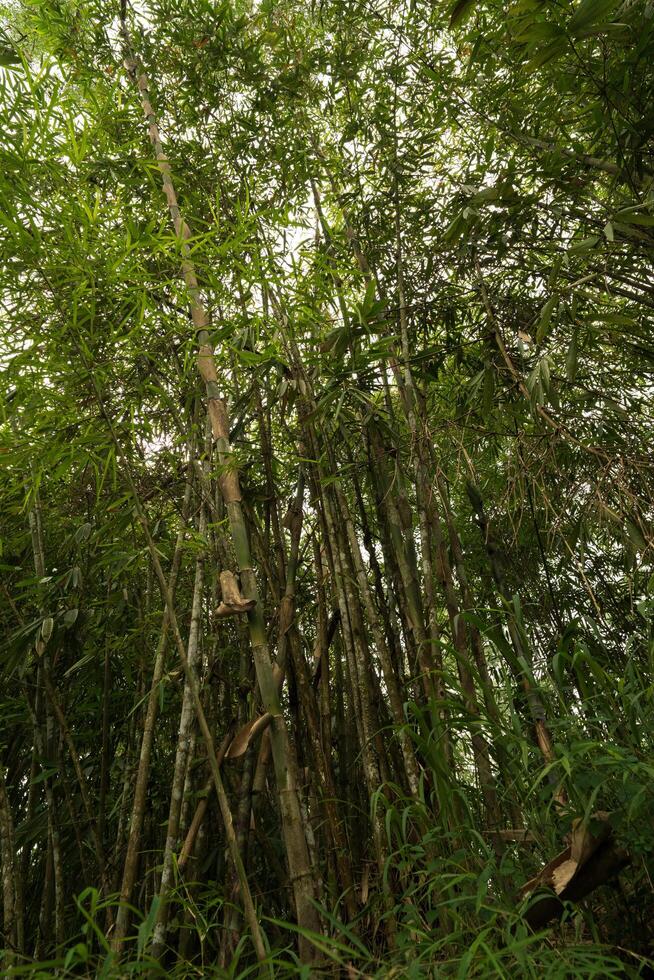 group of bamboo trees in a garden located in dense tropical rain forest in asia photo