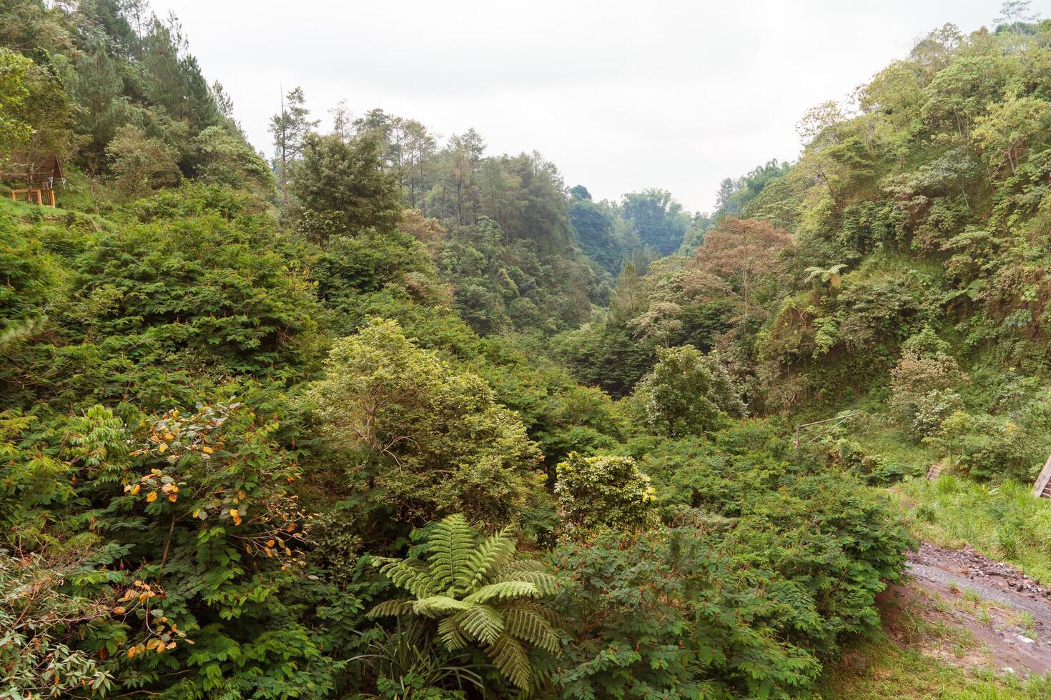 view of green lush forest with trees and bushes growing in countryside, rain forest background nature photo