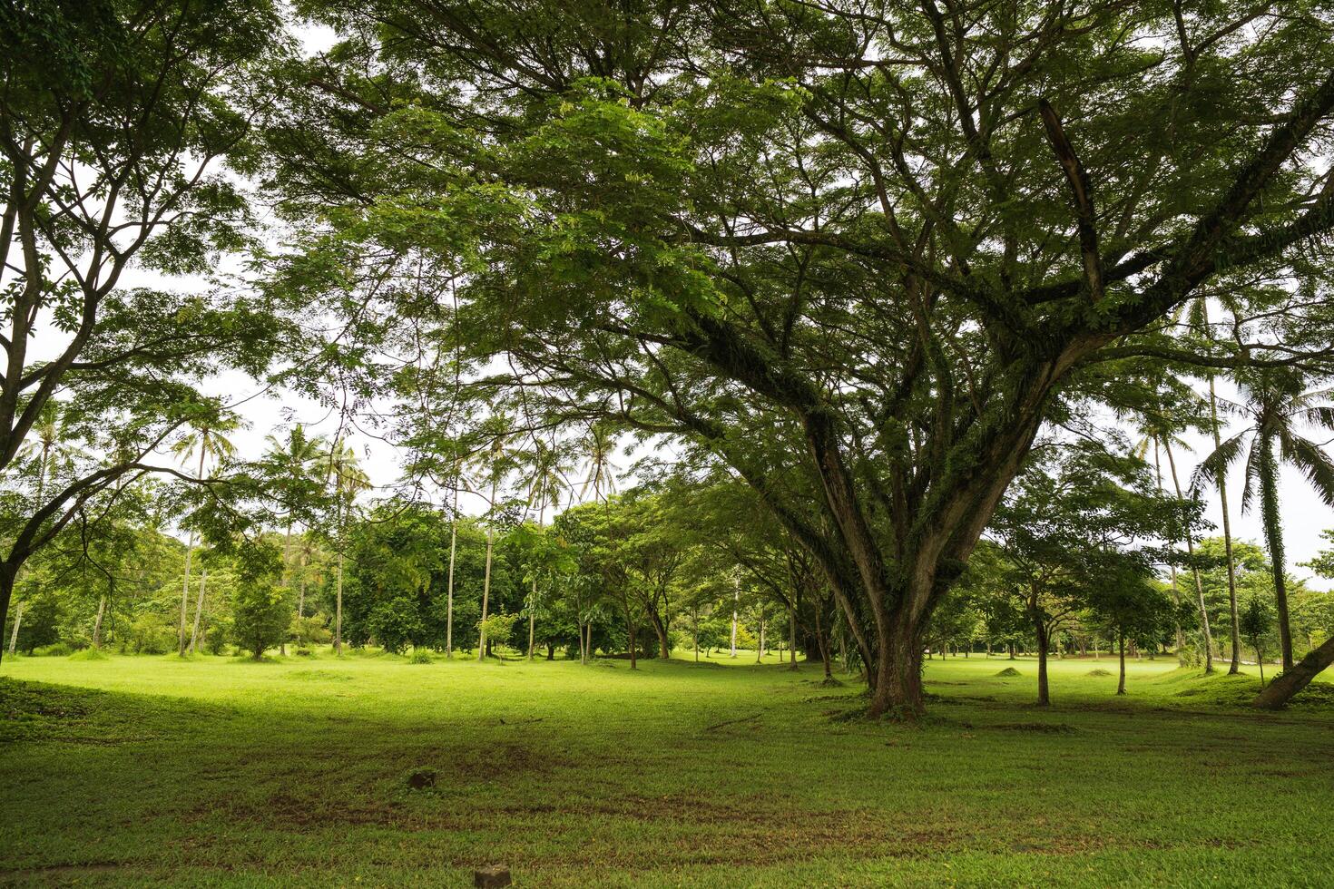 majestic big tree in the middle of green fields photo