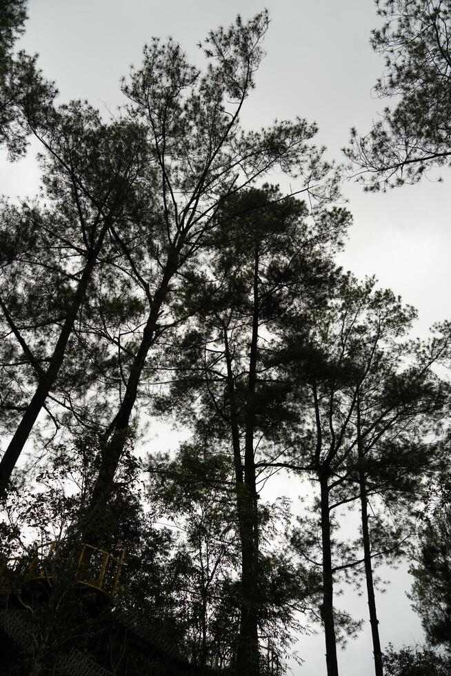 Serene monochrome forest, silhouette of tall trees in asia photo