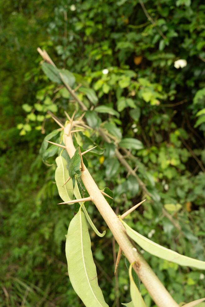 close up twig full of thorn, branch with thorns in the forest photo