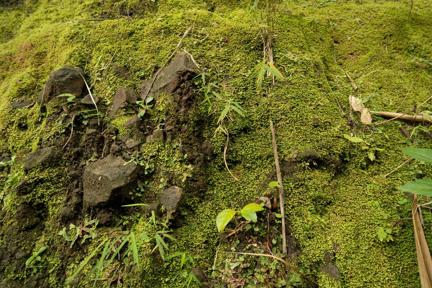 close up moss texture background, Closeup image of lush nature moss, green moss after rain photo
