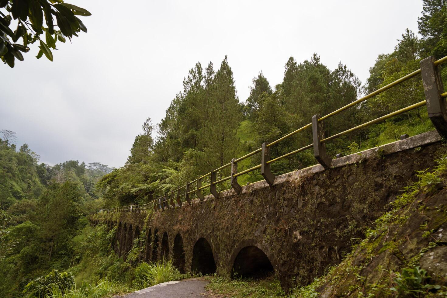 side view of an old bridge on the middle of rain forest, lush nature green jungle photo