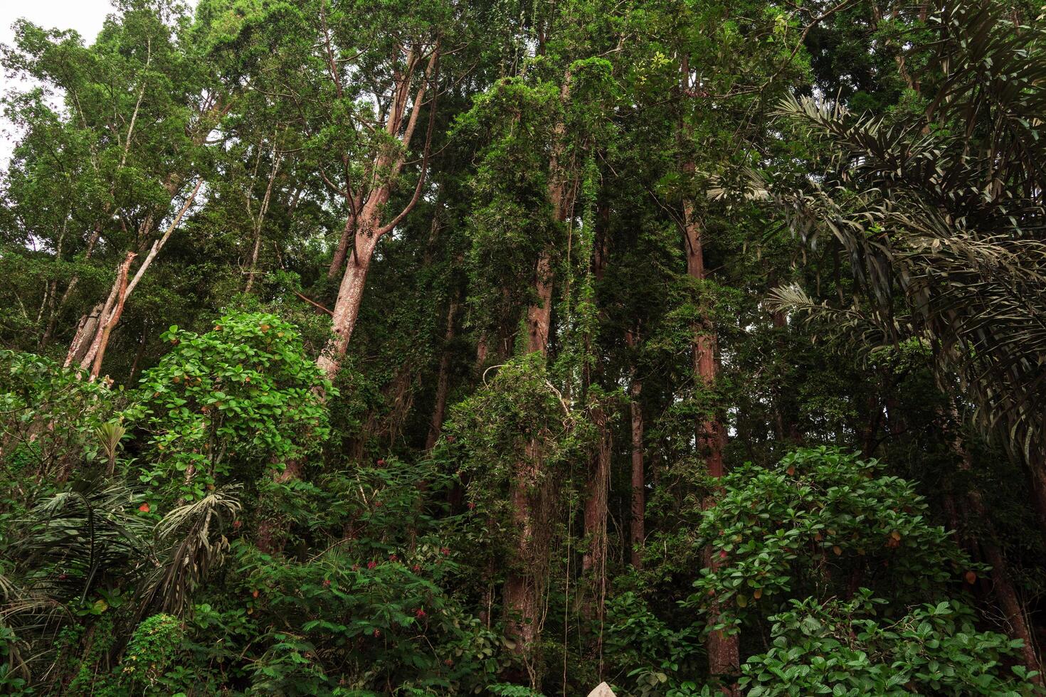 Tropical rain forest with big and long trees, tree with green foliage, dense and lush photo