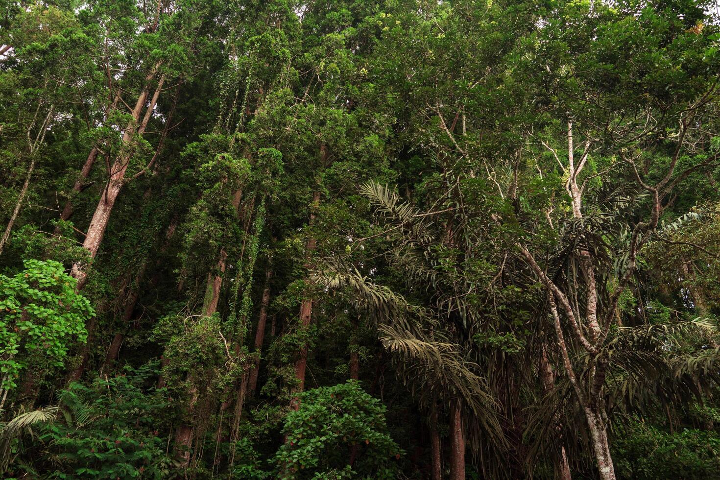 a picture of beautiful jungle rainforest foliage, dense nature at tropical forest wallpaper photo