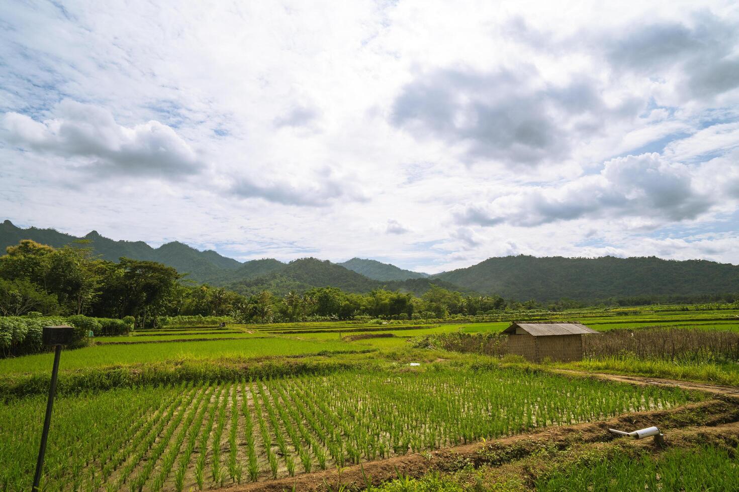 Lush green rice fields with mountain background under bright sky at rural agriculture or sustainable farming practices photo