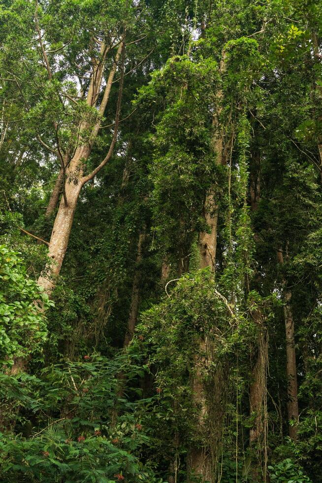 Lush Jungle Canopy with vibrant and thriving ecosystem. Towering trees with dense foliage create a natural roof, nature wallpaper photo