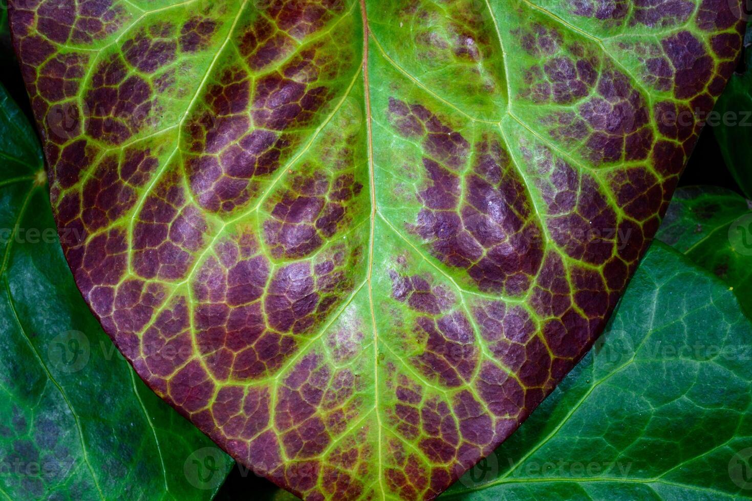 Brown pigmentation of ivy leaf in the sun in autumn in the garden photo