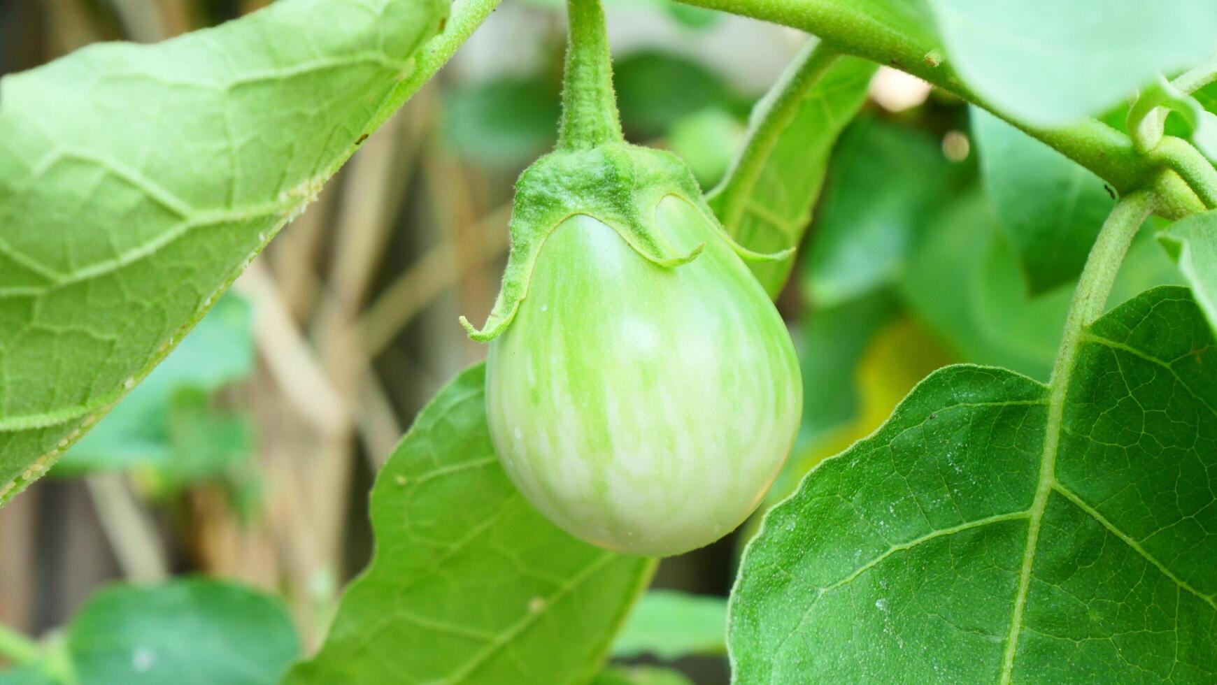 Green and white eggplants are brittle on the tree photo
