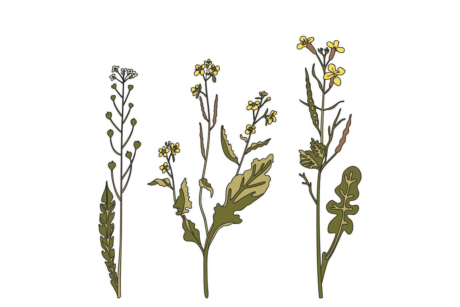 Botanical wildflowers isolated on white background. Hand drawn plants with stems, leaves, flowers illustration. Graphic design elements for Birthday Invitation Greeting Card Print Page Book Set vector