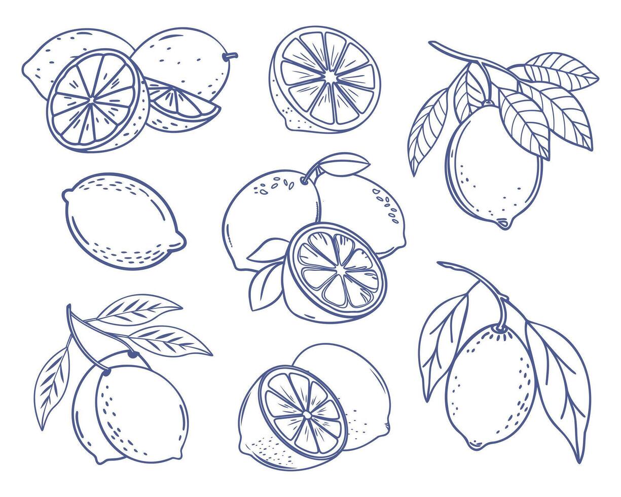 Lemon fruit set. Collection of lemon sketches. Hand drawn doodle illustration. vector