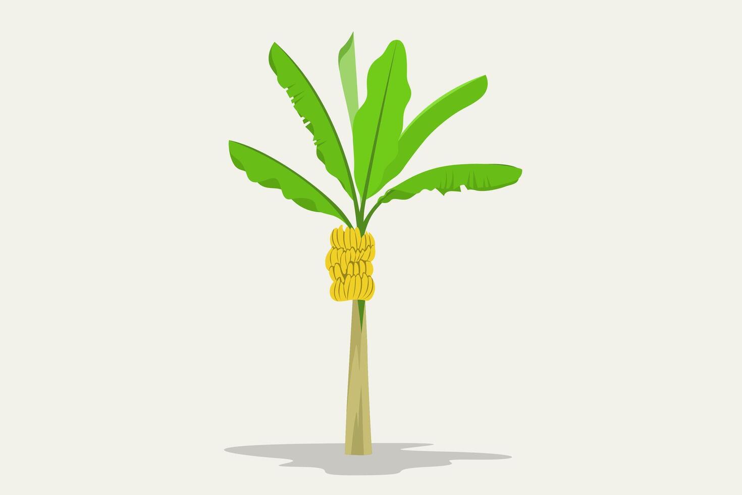 High banana tree with and the yellow banana fruits vector