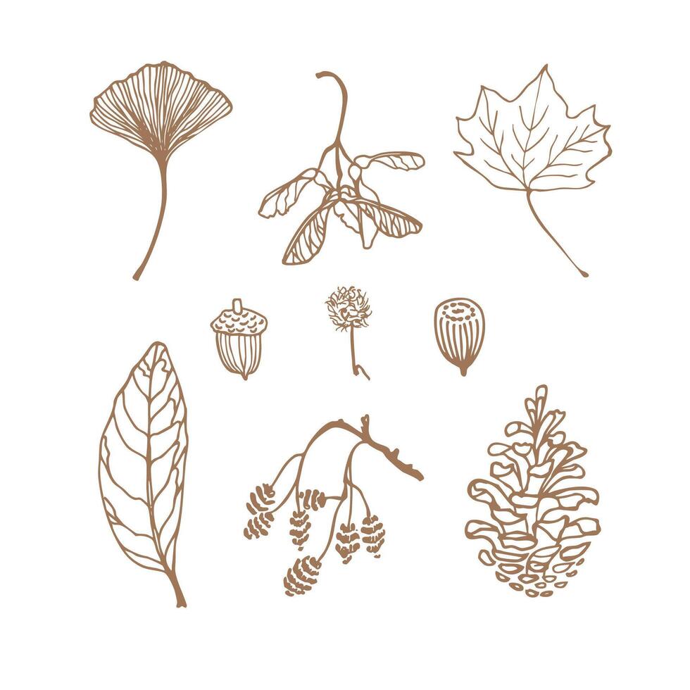 Hand-drawn autumn, fall botanical elements, icon set with leaves, pine, nuts, branches. Doodle style. Logo, card, print design. vector