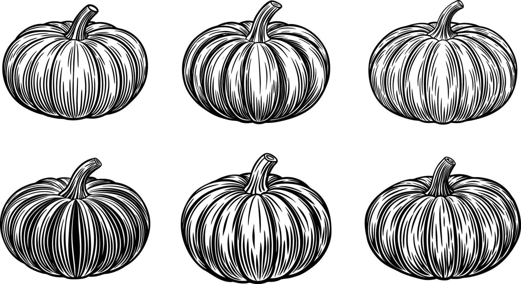 Pumpkins in different stages of growth vector