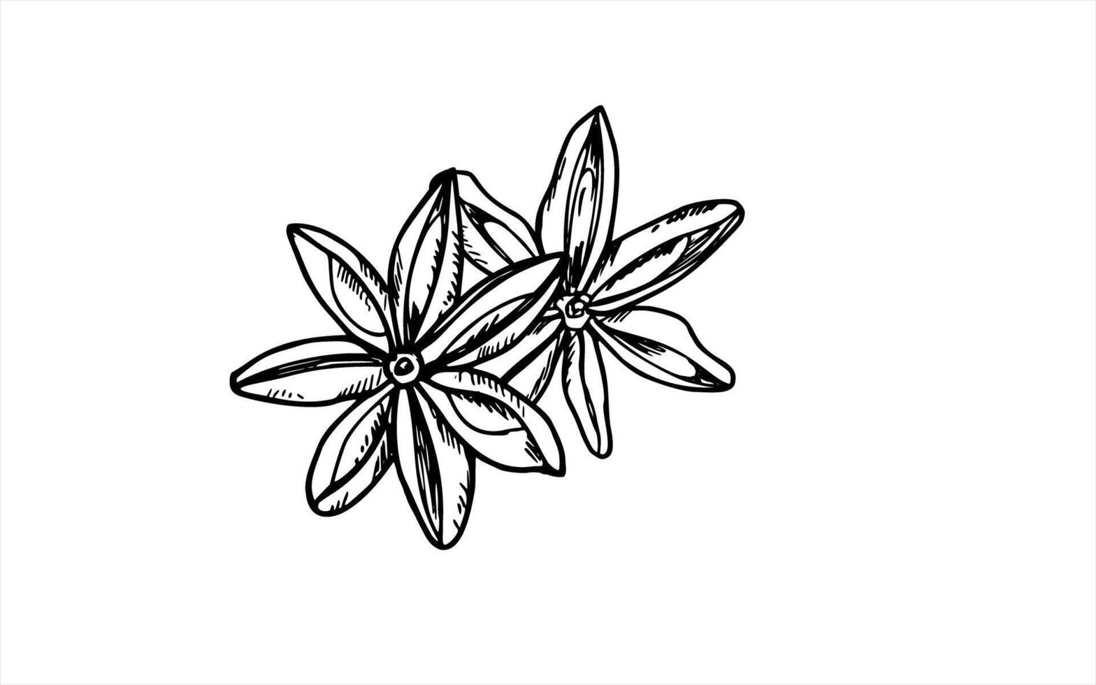 Two hand drawn star anise pods with organic textures illustration painted by black inks. Etching drawing of badian seeds. For labels, spice packaging, herbal tea branding, cookbook designs vector