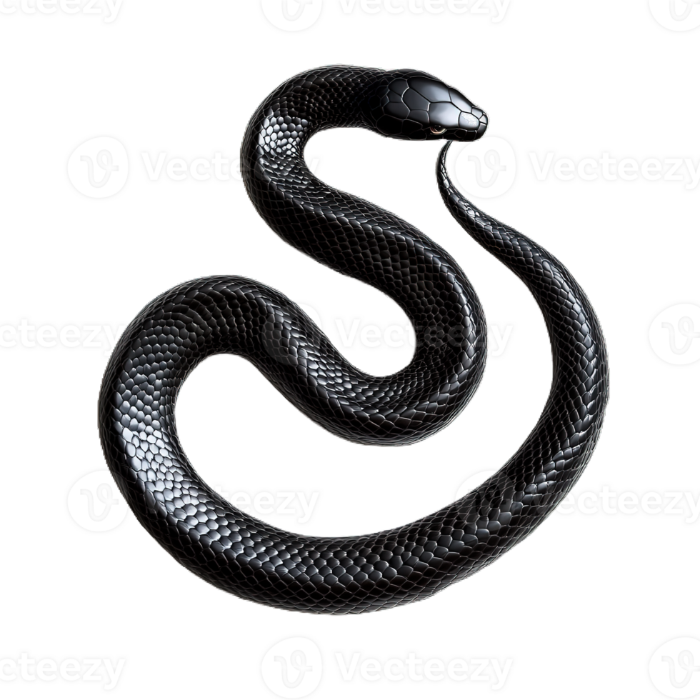 Black Snake Reptile on a Transparent Background png