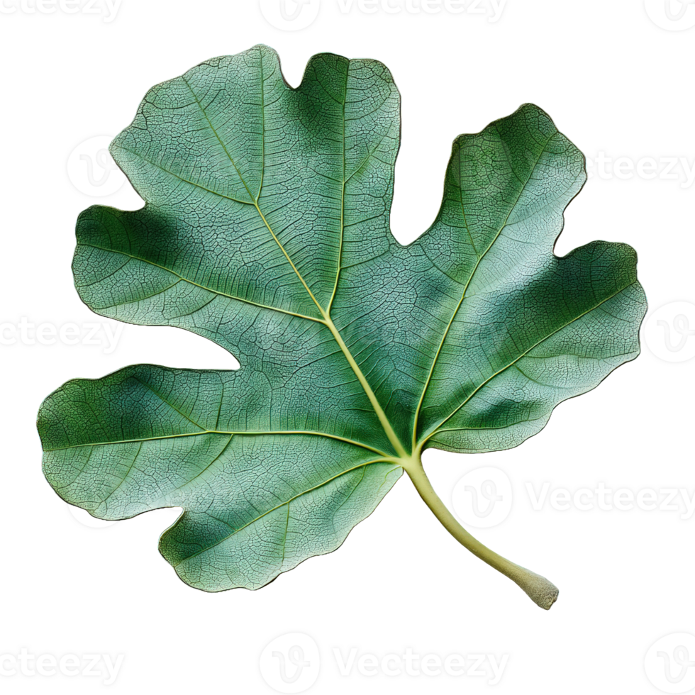 A Green Fig Leaf on a Transparent Background png