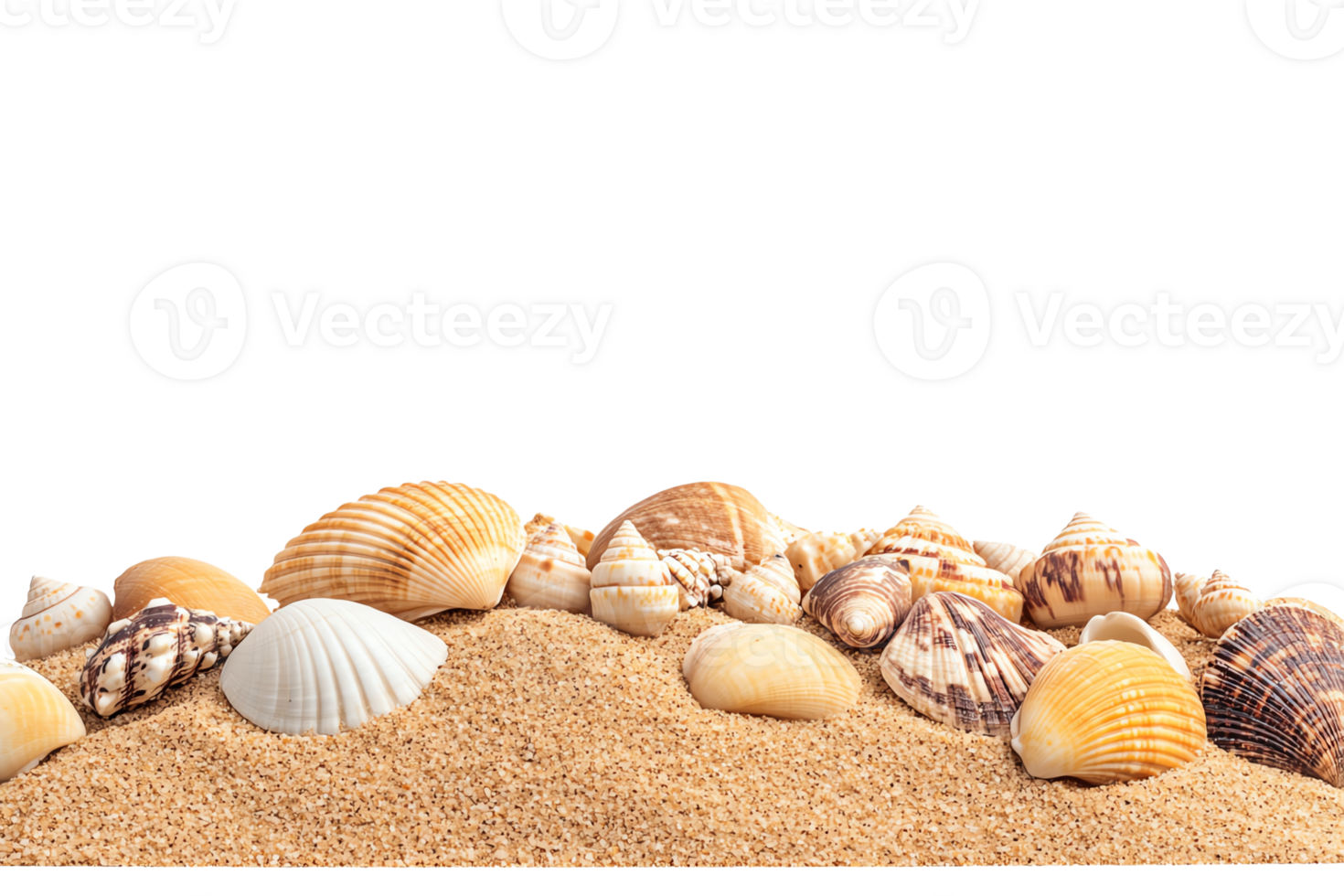 A collection of various seashells resting on fine sandy beach, isolated png