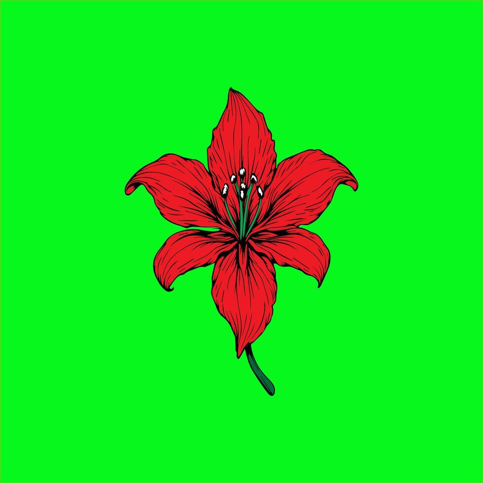 a red Lily flower on a green background vector