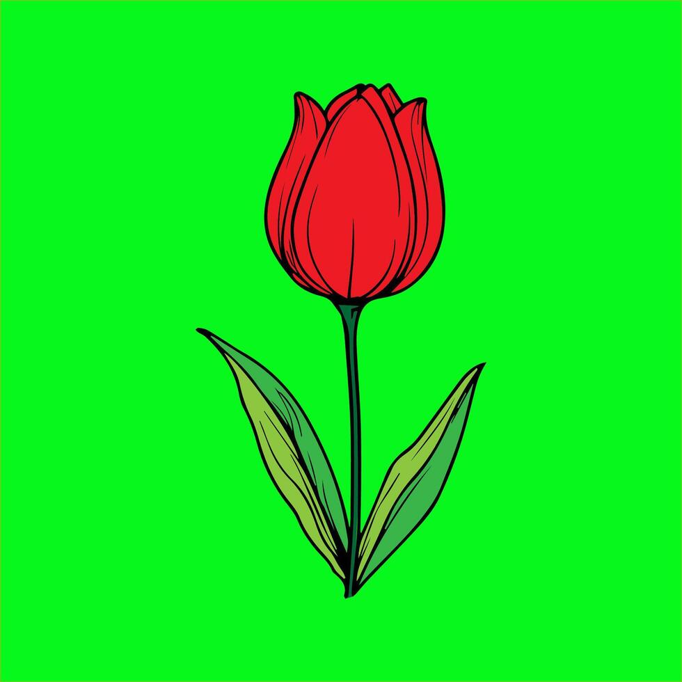 a red tulip on a green background vector