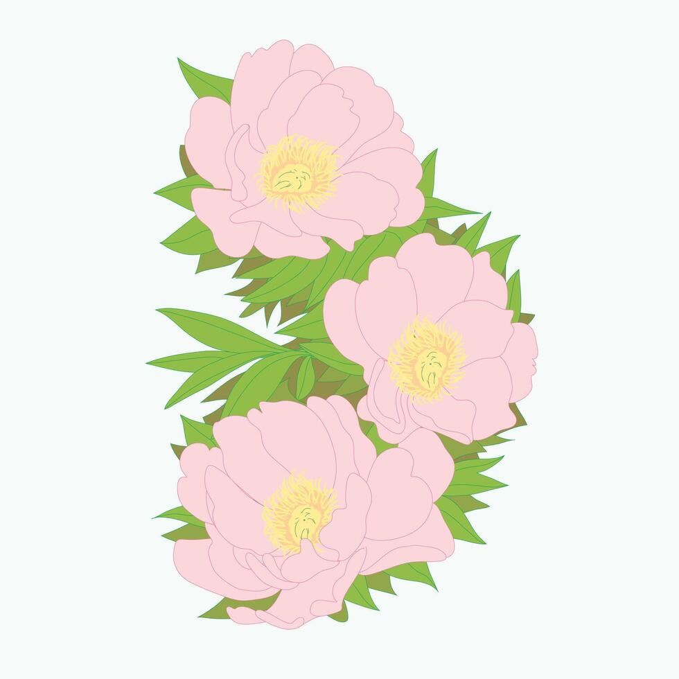 Beautiful pink peony flower with green leaves, symbolizing nature, beauty, freshness, and elegance vector