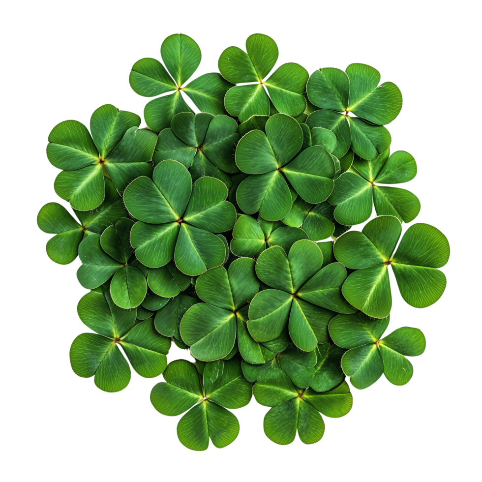 Lush Green Clover Leaf Cluster St. Patrick's Day Design isolated on transparent background png