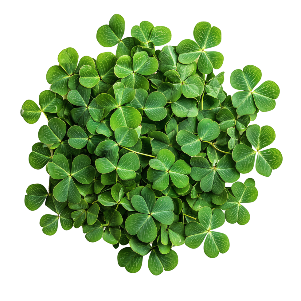 Green Clover Leaf Cluster St. Patrick's Day Design Element on transparent background png