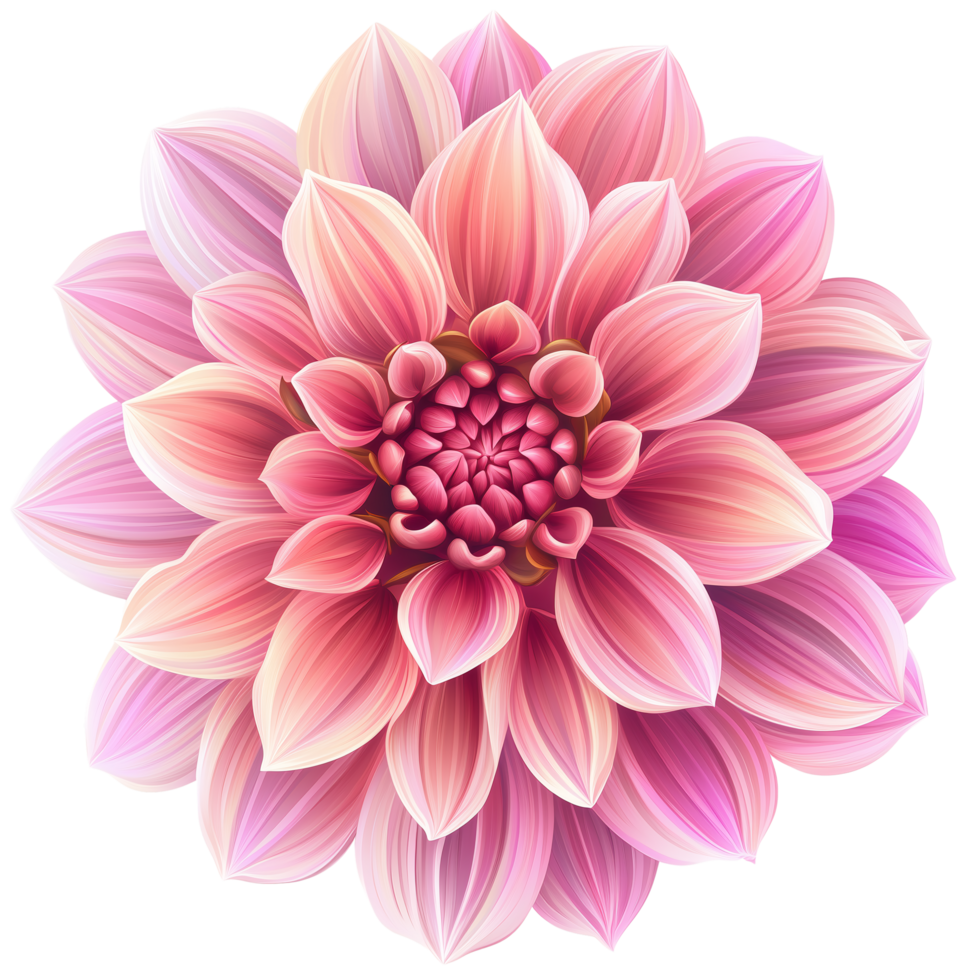 Stunning Pink Dahlia Flower Botanical Illustration, Floral Design png