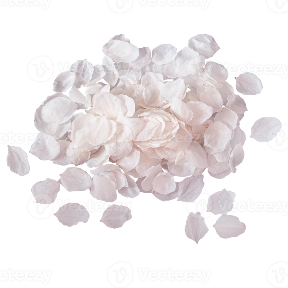 Soft sakura petals in delicate pink tones cut out png