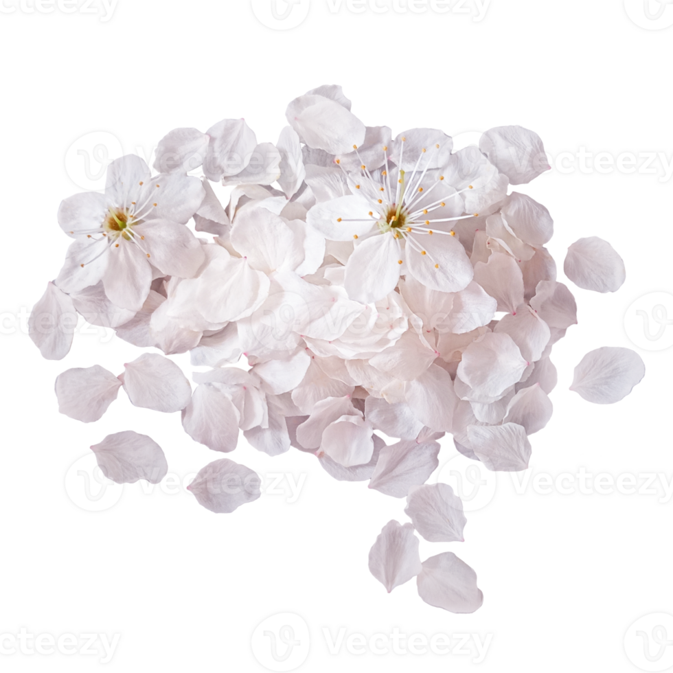 Soft pink sakura petals, separate elements for floral compositions png