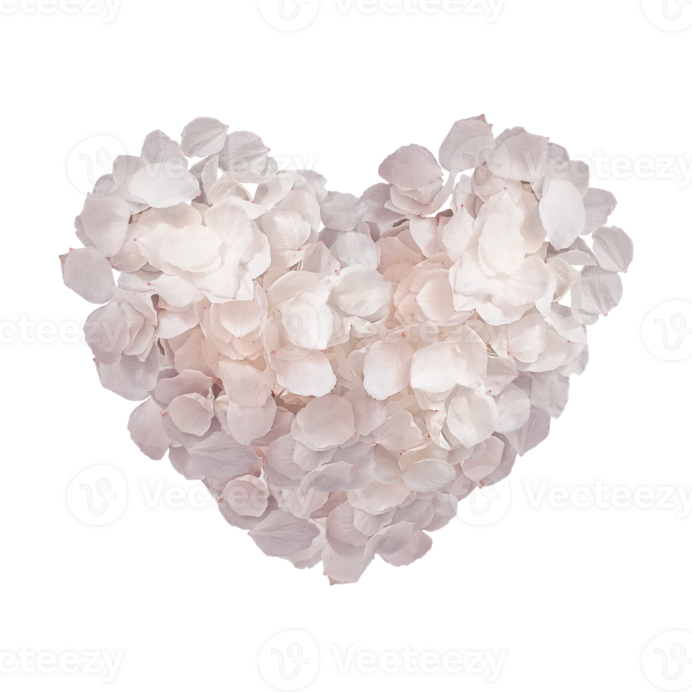 Delicate petals of blooming Japanese cherry tree pink in shape of heart png