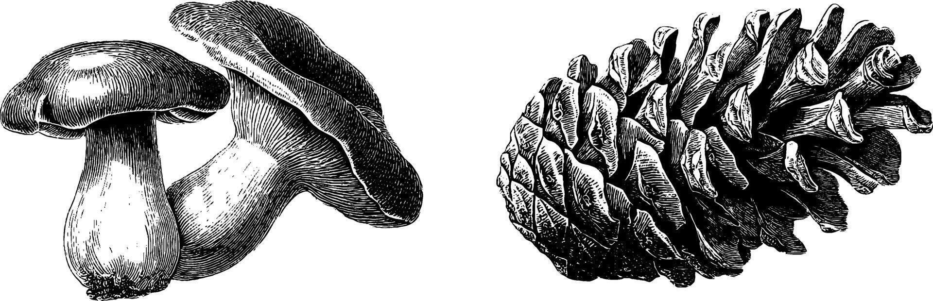 Engraved botanical illustration set featuring mushrooms and pinecones for nature design. vector