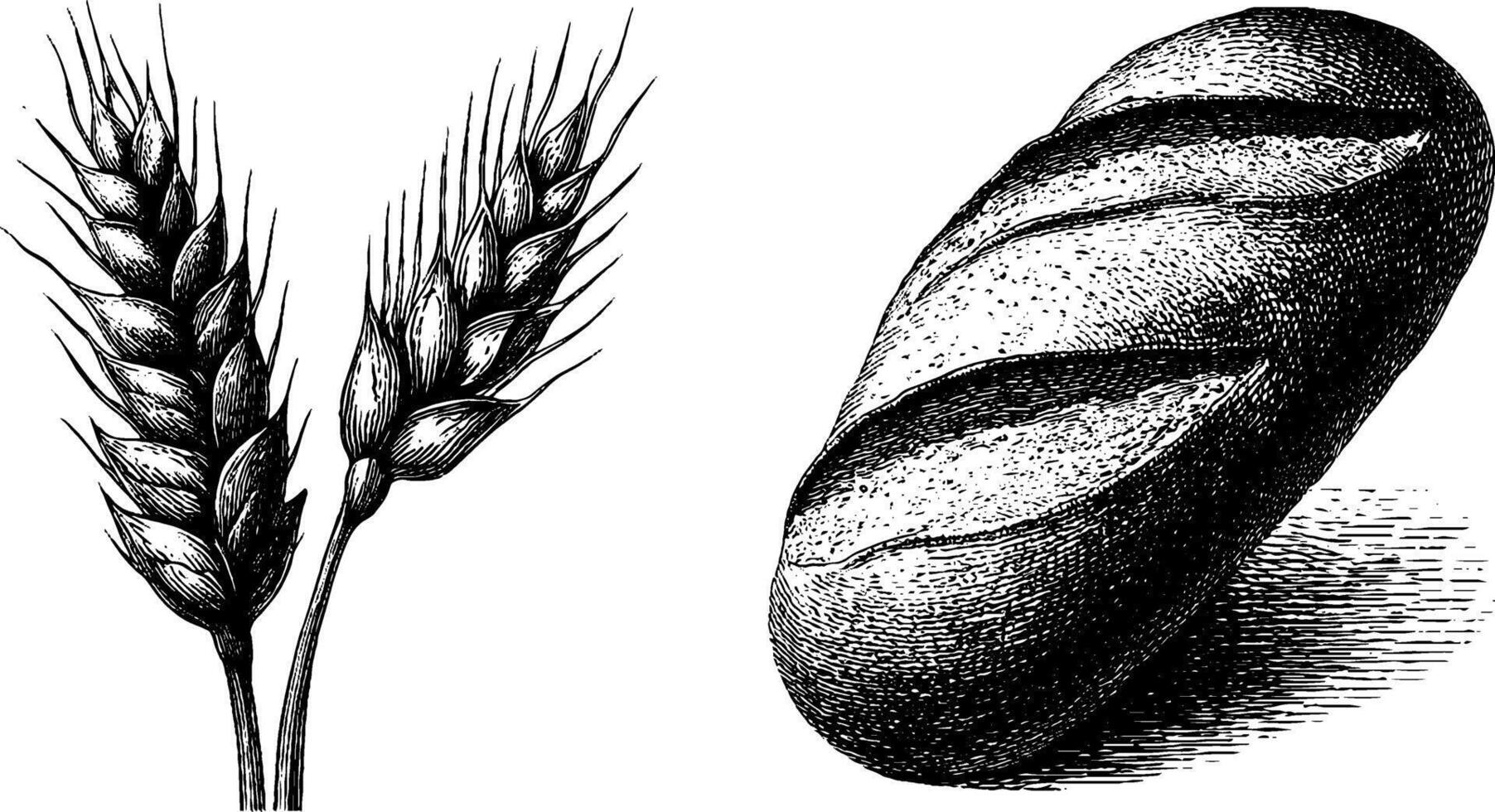 Engraved wheat stalk and bread illustration for culinary design. vector