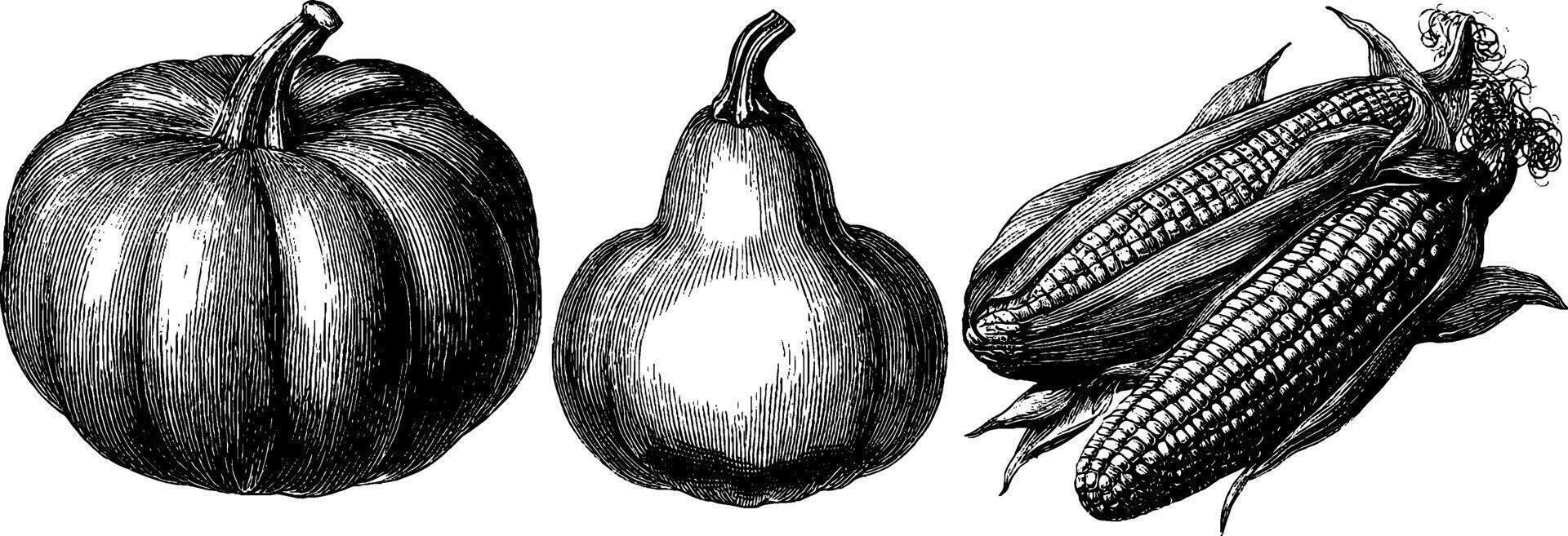 Engraved harvest illustration of pumpkin and corn cob set for autumn art and decoration. vector