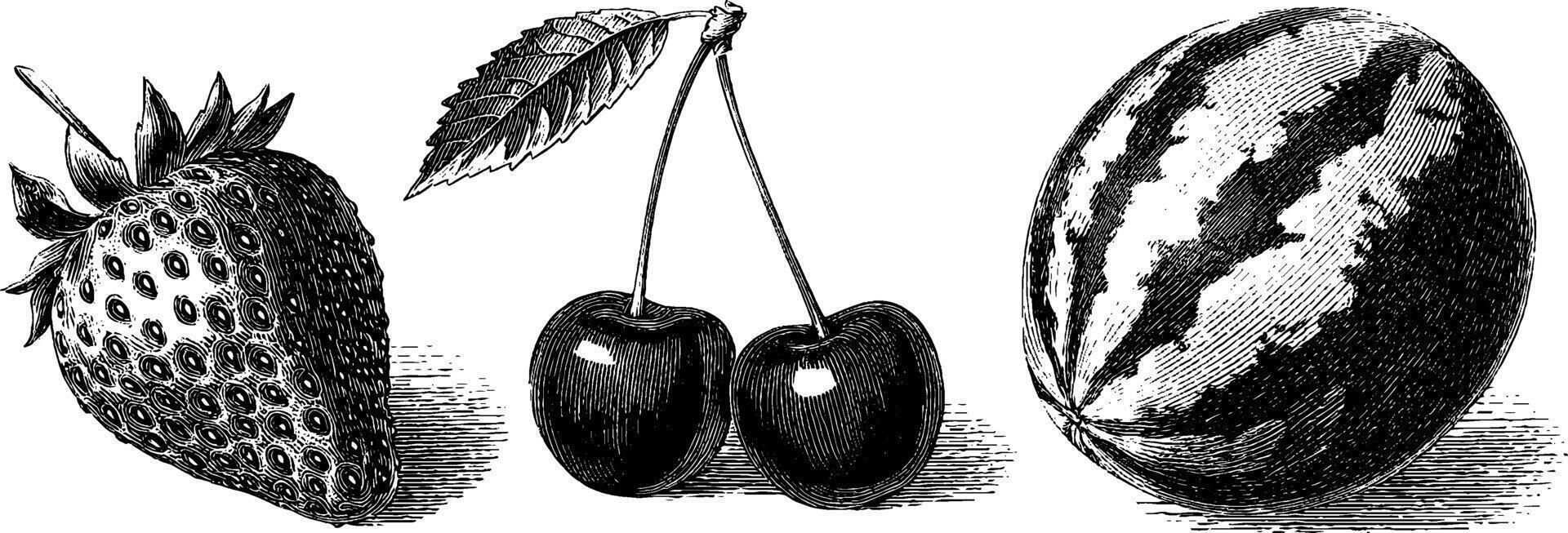 Vintage fruit engravings of strawberry, watermelon, and cherries for design use. vector
