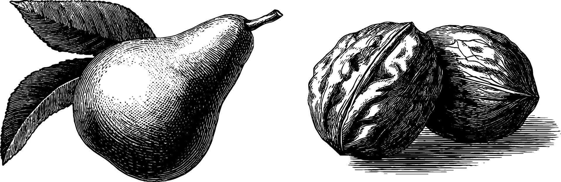 Vintage pear and walnut engraving for kitchen decor or culinary projects. vector