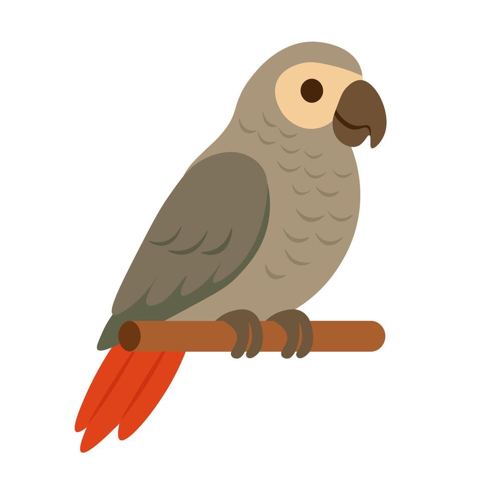 Flat illustration of grey parrot with red tail sitting on perch. Exotic pet bird clipart. vector