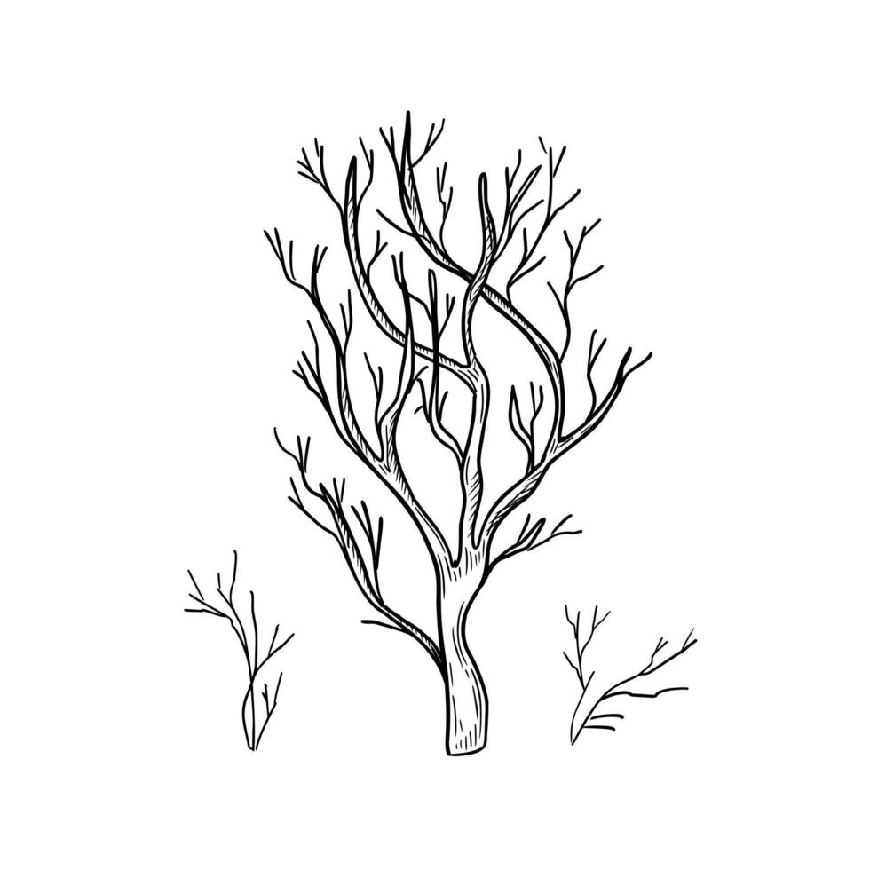 Bare tree, twigs hand drawn black white outline illustration. Winter tree and shrubs monochrome graphic sketch. Minimalist leafless branches, bough silhouette for Halloween or woodland print. vector