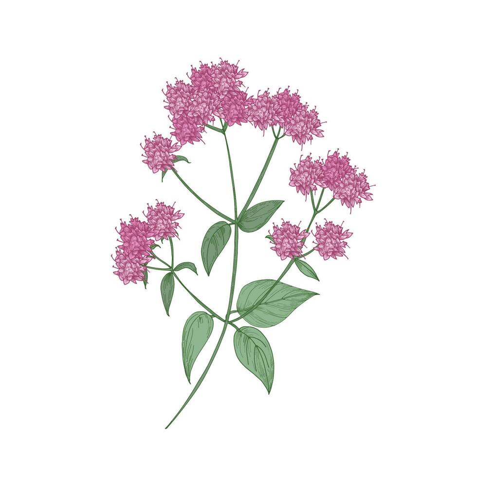 Oregano or marjoram hand drawn on white background. Botanical drawing of beautiful flowering herbaceous plant or aromatic herb used as spice. Gorgeous realistic illustration in retro style. vector