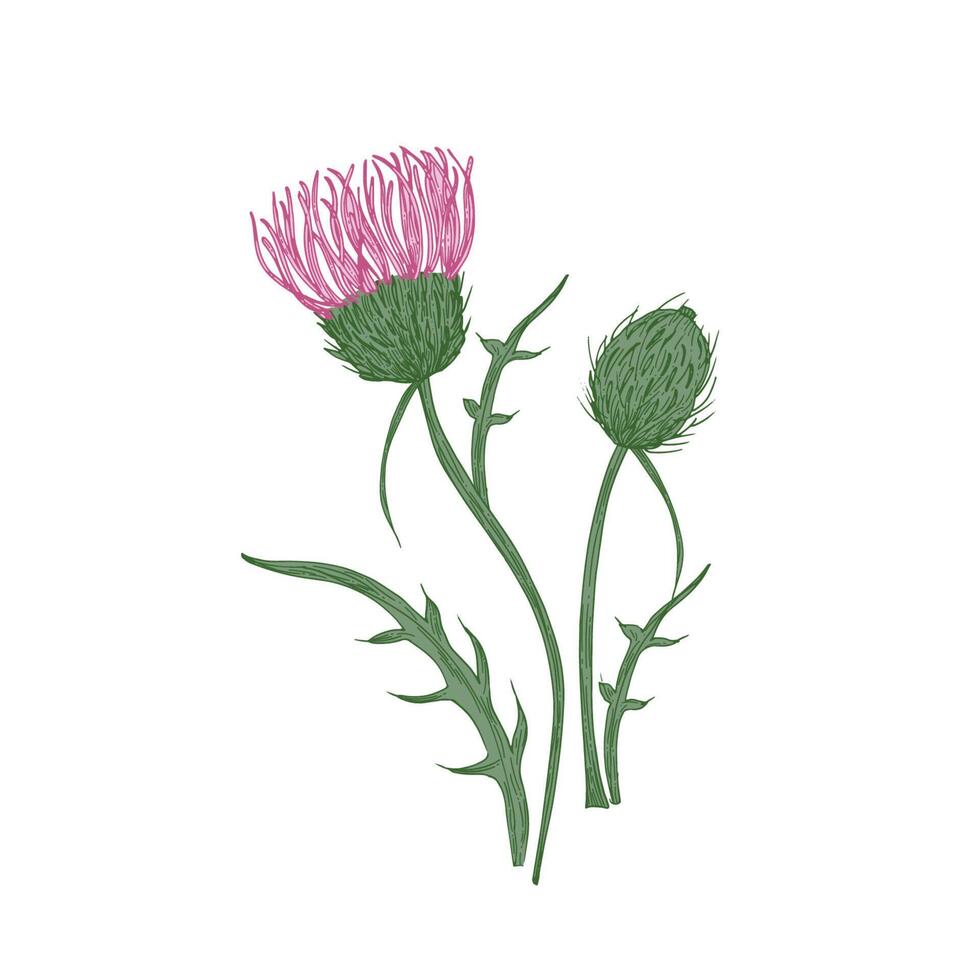 Elegant detailed botanical drawing of thistles flowers and leaves isolated on white background. Beautiful wild meadow flowering herbaceous plant. Floral realistic illustration in vintage style. vector