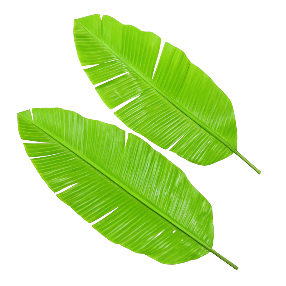 Two Vibrant Green Banana Leaves Isolated on transparent Background Tropical Foliage Botany Nature png