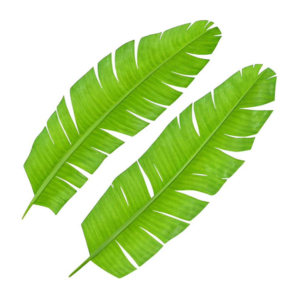 Two Vibrant Green Banana Leaves Isolated on transparent Background Tropical Foliage Botany png