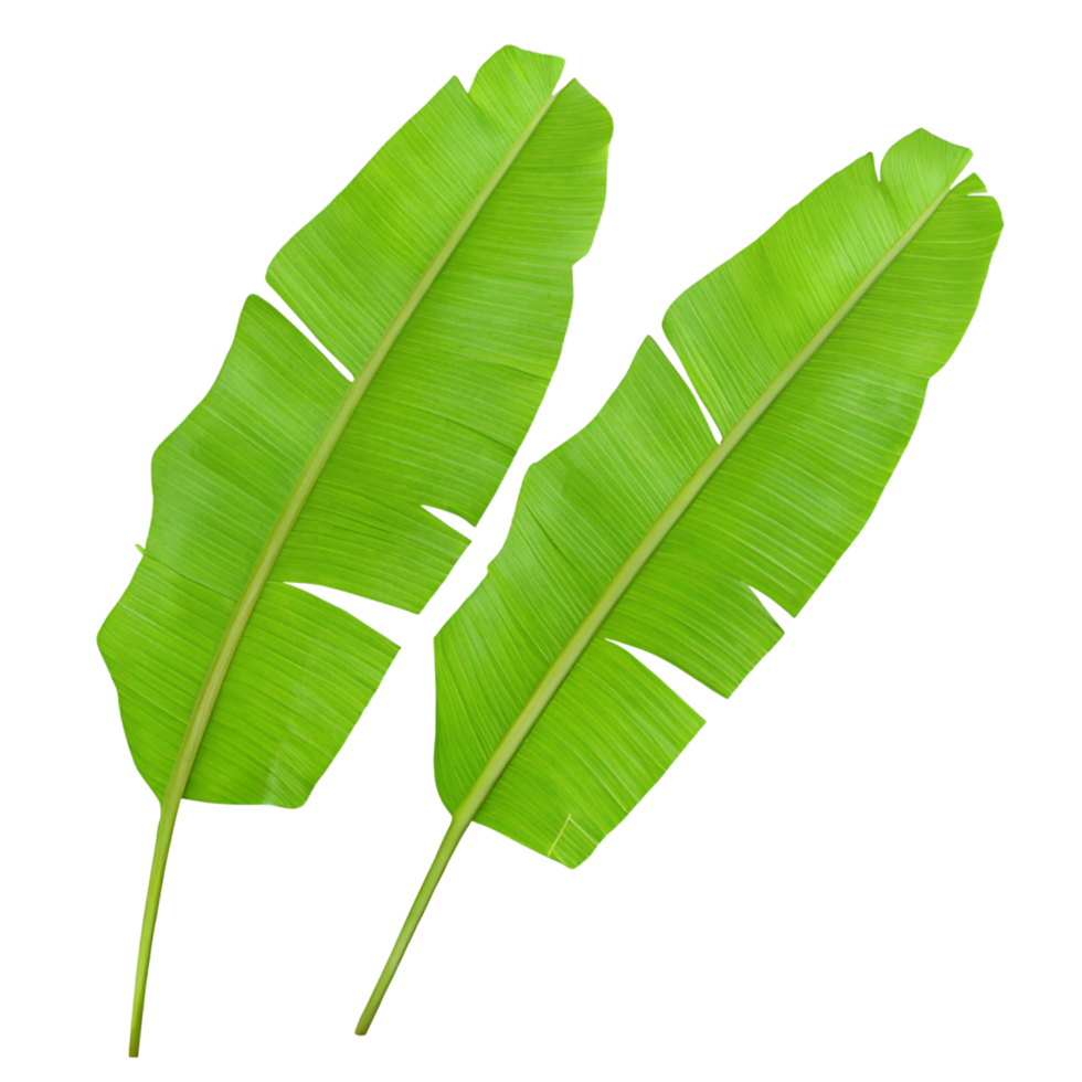 Two Vibrant Green Banana Leaves Isolated on transparent Background Botanical Tropical Foliage Nature Photography png